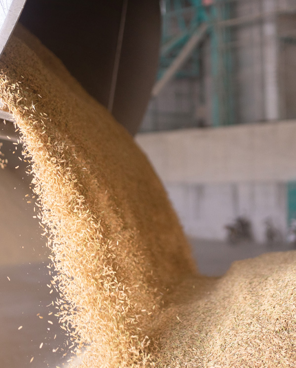 Orisfood_legumes_paddy-crushing-