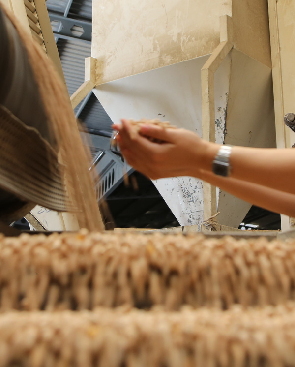 orbak-peas-processing-packaging